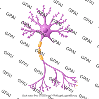 Multipolar neuron pyramidal dendritic spines high