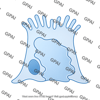M cell with microfolds