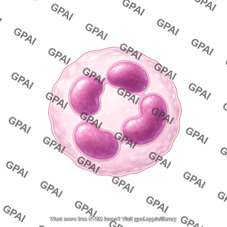 Neutrophil hypersegmented no granules