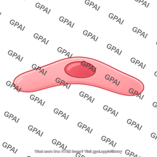 Endothelial cell 4 01