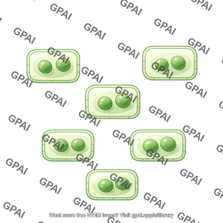 Plant cell 7