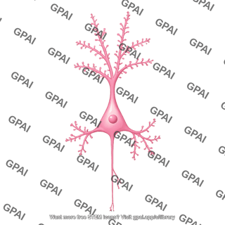 Pyramidal neuron layer 5 extratelencephalic