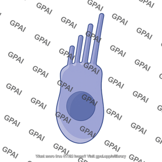 Hair cell 2