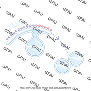 Membrane endocytic pathway er