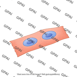 Cardiomyocyte eccentric hypertrophy binucleated
