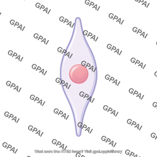 Supporting cell inner ear