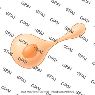 Squeezing spheroidal cell editable
