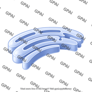 Er membrane custom fill