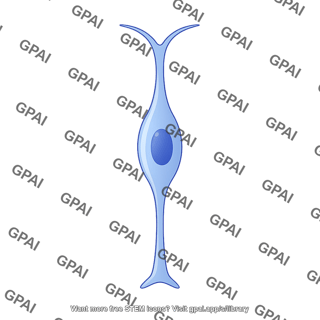 Radial glial progenitor bipolar 1