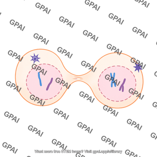 Meiosis 13 cytokinesis ii a