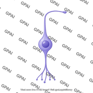 Retinal cell ganglion 2