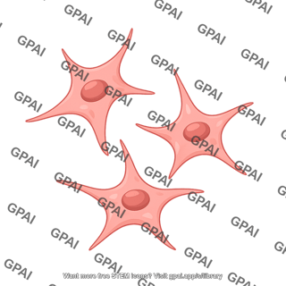 Myoepithelial cell