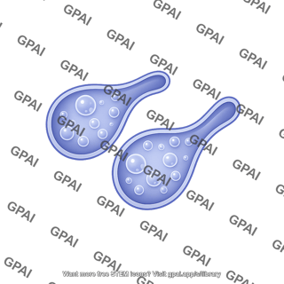 Endosome early 1