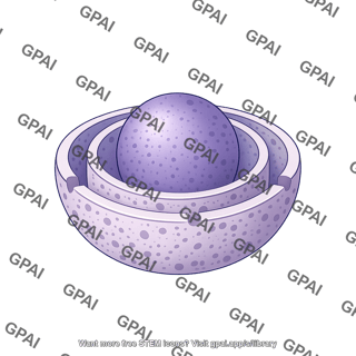 Nucleus shape 3
