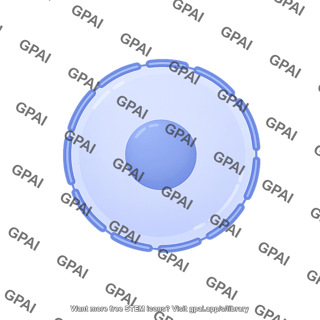 Nucleus no chromatin