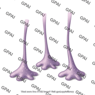 Astrocyte end foot process 3 dying 2