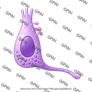 Enteroendocrine cell with neuropod