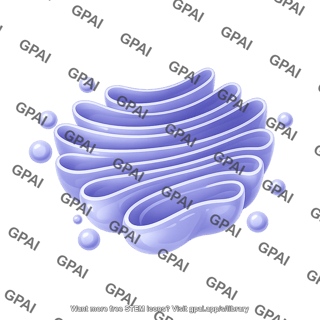 Golgi apparatus 3d