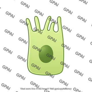 Cholangiocyte small 1