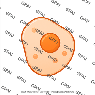 Pancreatic beta cell