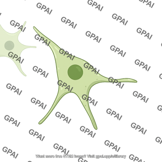 Stromal cell bone marrow