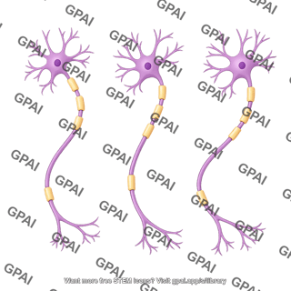 Multipolar neuron motor curved 3