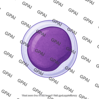 Lymphoblast 1