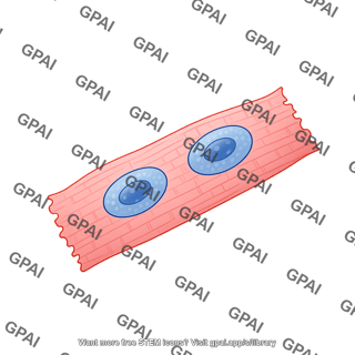 Cardiomyocyte 2