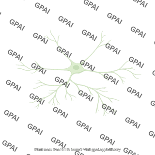 Cajal retzius neuron axonal arborization