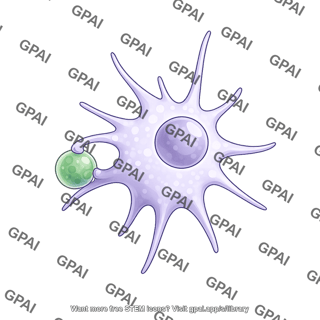 Dendritic cell