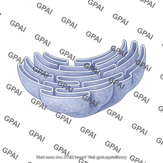 Rough endoplasmic reticulum without ribosomes