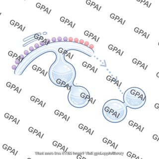 Membrane endocytic pathway er budding