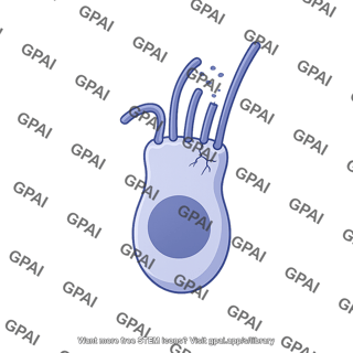 Hair cell damaged 2