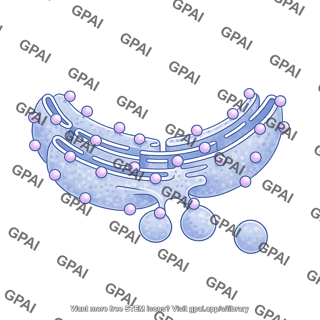 Rough endoplasmic reticulum budding 2d section