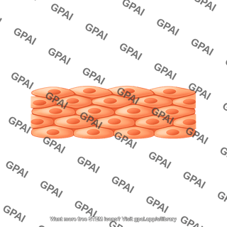 Squamous epithelium stratified