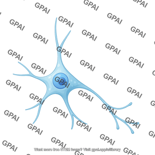 Neuroblastoma sh sy5y differentiated 2 01