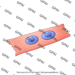 Cardiomyocyte binucleated