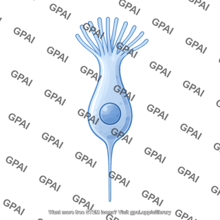Microvillar cell type 2 mouse