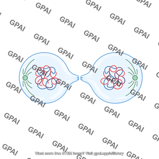 Mitosis 6. abscission