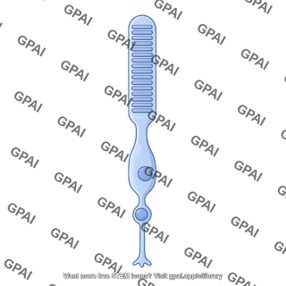 Rod photoreceptor 3