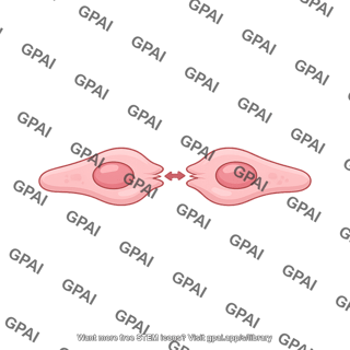 Endothelial cell dividing