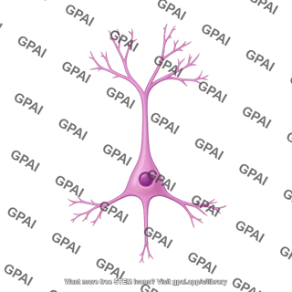 Pyramidal neuron 2 low dendritic spines