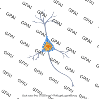 Cortical interneuron with pnn