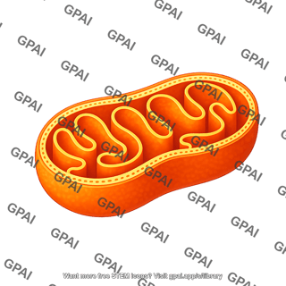 Mitochondria schematic