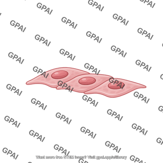 Endothelial cell 3