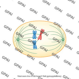 Abnormal cell cycle monotelic