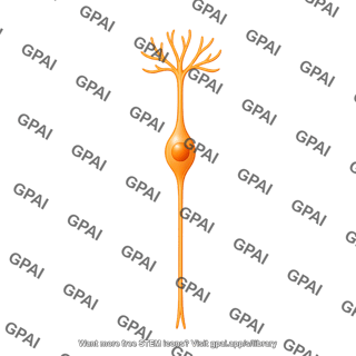 Olfactory sensory neuron 2 mouse