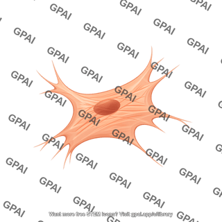 Myofibroblast