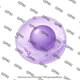 Nucleus shape 7 01