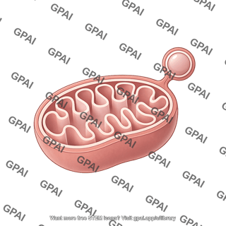 Mitochondrion 2d with double membrane derived vesicles